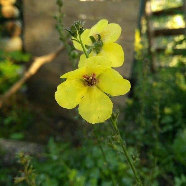 Verbascum blattaria Цвят