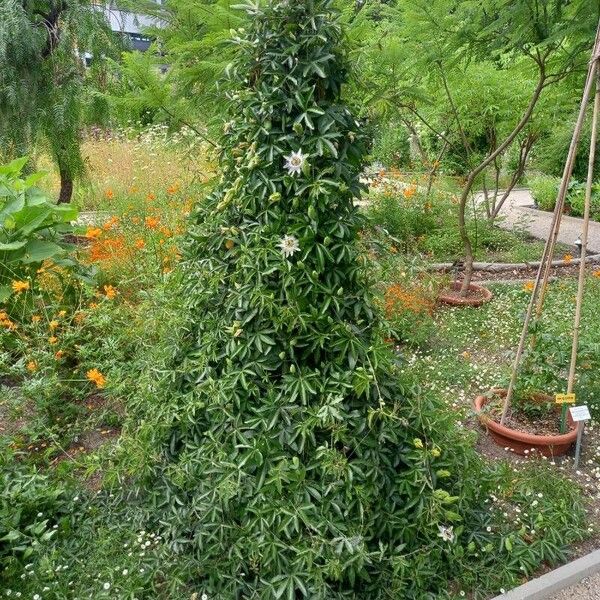 Passiflora caerulea Habitat