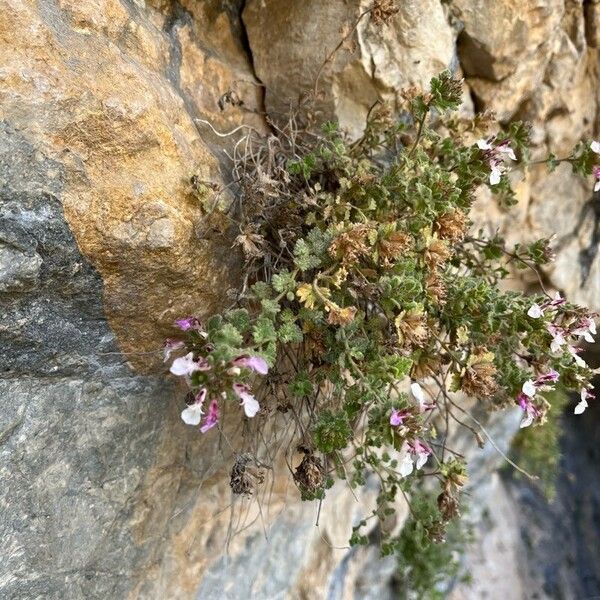 Teucrium rotundifolium Кветка