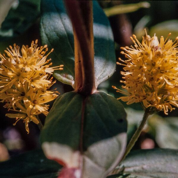 Lysimachia thyrsiflora फूल