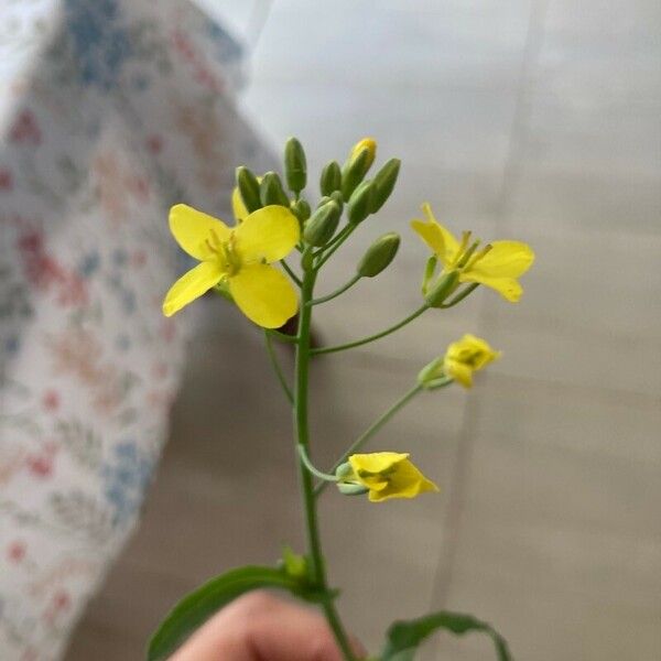 Brassica rapa Blad