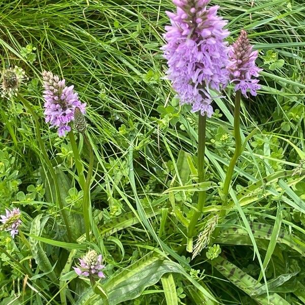 Dactylorhiza maculata Habit