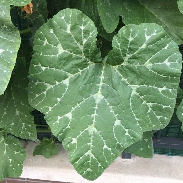 Cucurbita pepo Leaf