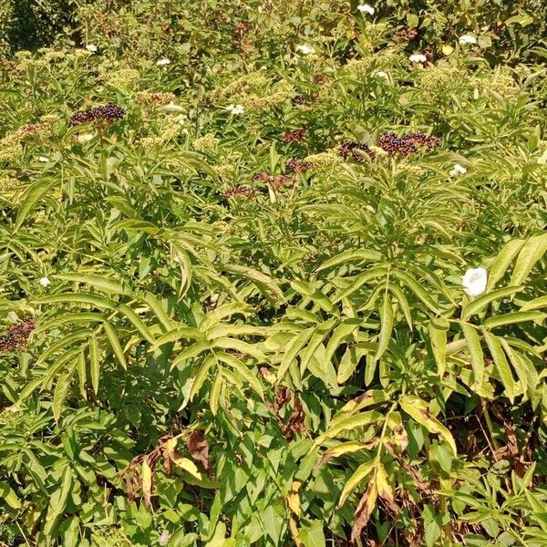 Sambucus ebulus Habit