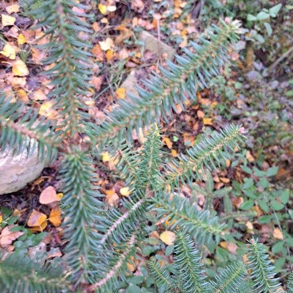 Abies pinsapo Leaf