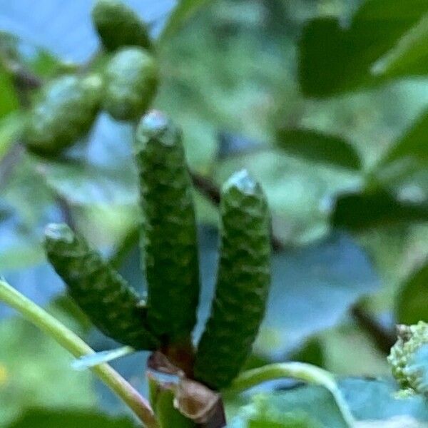 Alnus alnobetula Flor