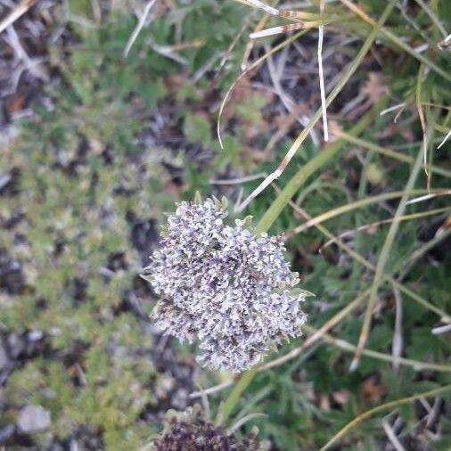 Neogaya simplex Flor