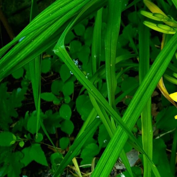 Hemerocallis lilioasphodelus 叶