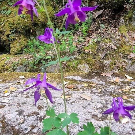 Aquilegia bertolonii Flower