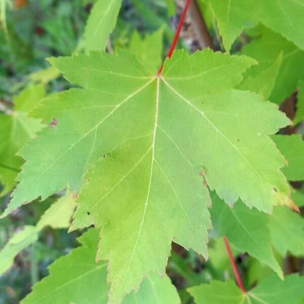 Acer rubrum Folla