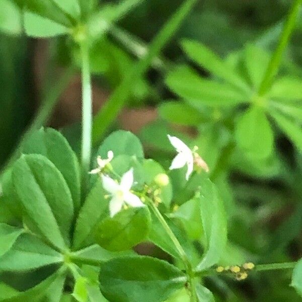 Galium mollugo Blüte