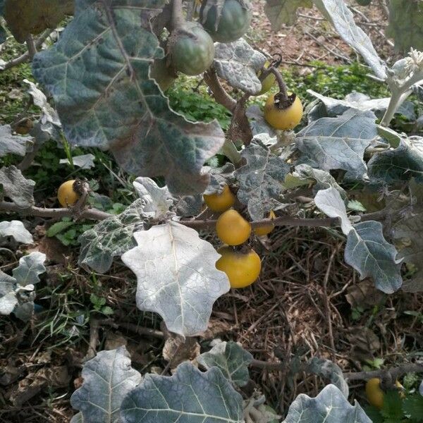 Solanum marginatum Fruit