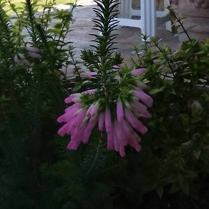 Erica verticillata പുഷ്പം