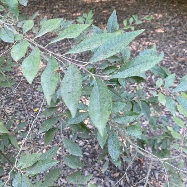 Celtis laevigata Blatt