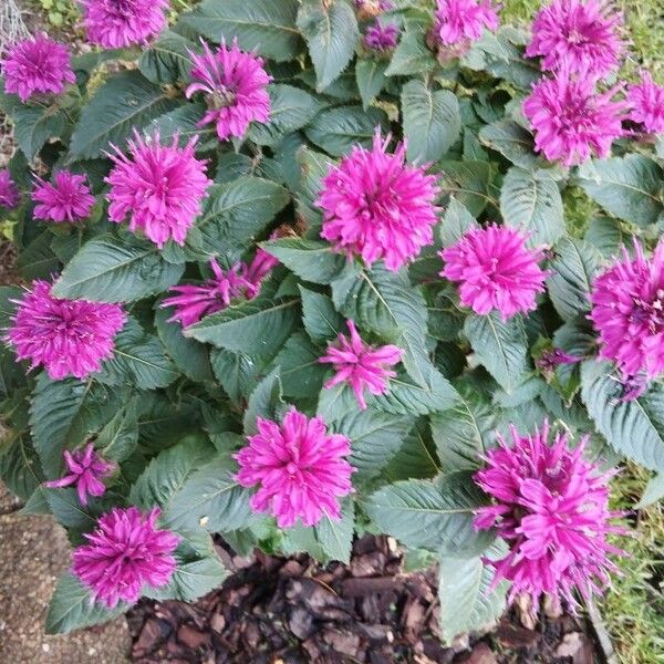 Monarda didyma Blad