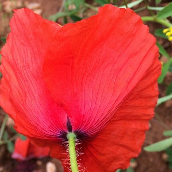 Papaver apulum Blomst