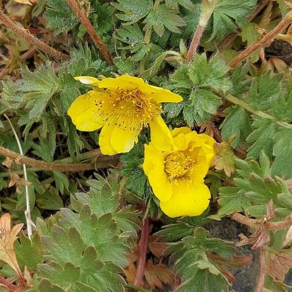 Geum reptans Flor