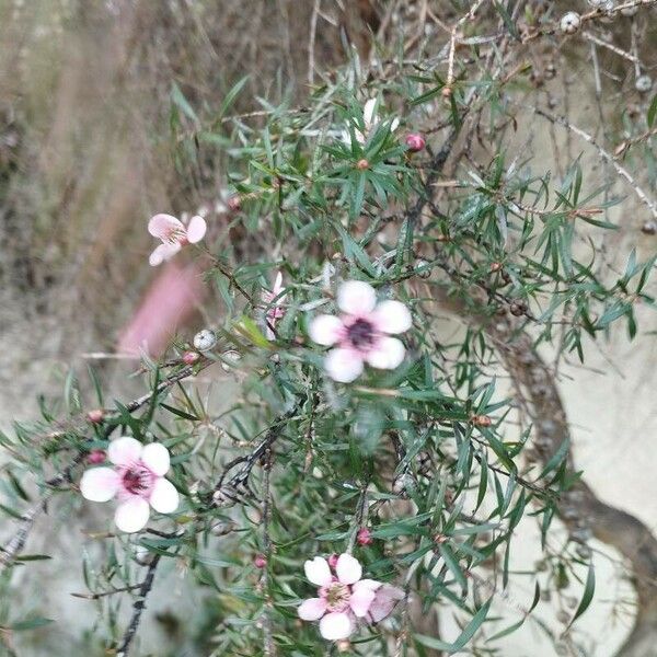 Leptospermum scoparium Květ