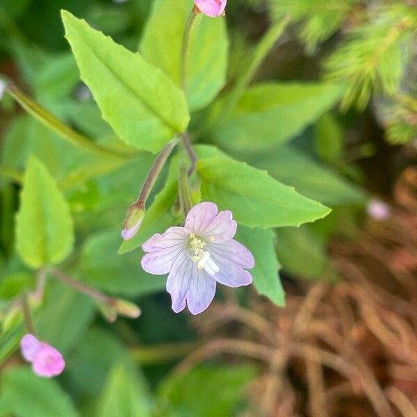 Epilobium montanum Flor