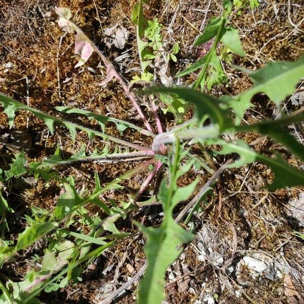 Taraxacum erythrospermum Лист