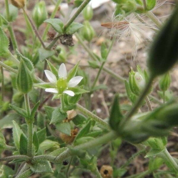 Arenaria serpyllifolia 花