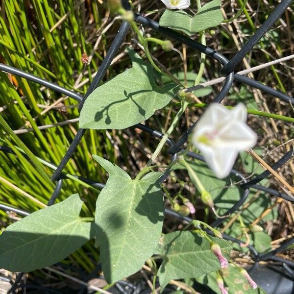 Convolvulus arvensis Φύλλο