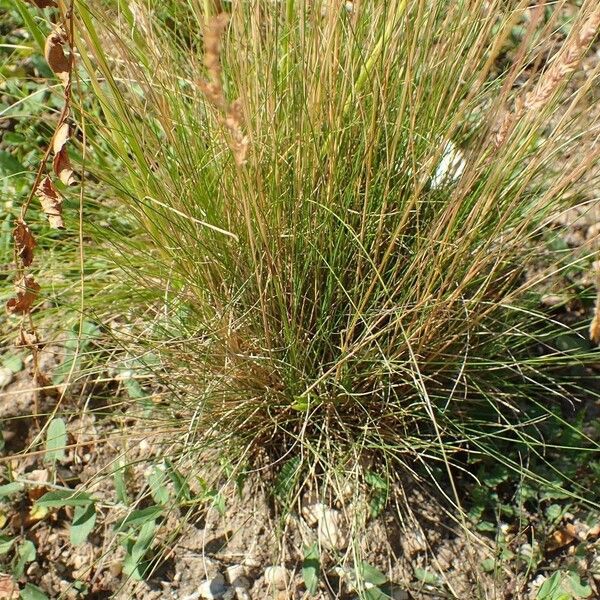 Festuca filiformis Hàbitat