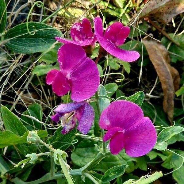 Lathyrus odoratus 花