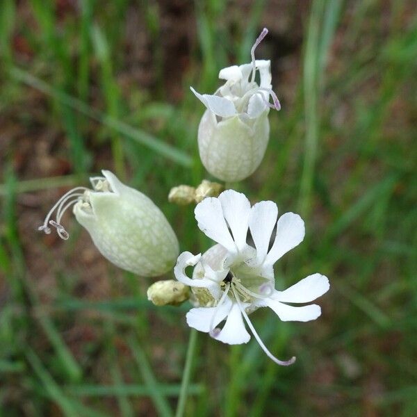 Silene vulgaris Fleur