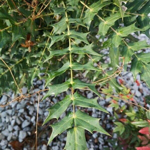 Berberis japonica برگ