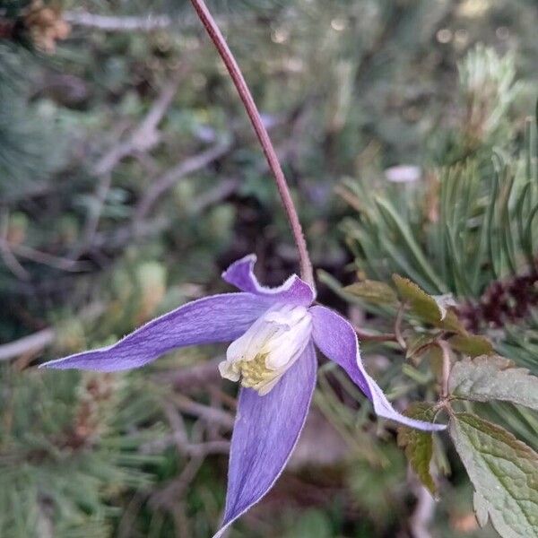 Clematis alpina Flor