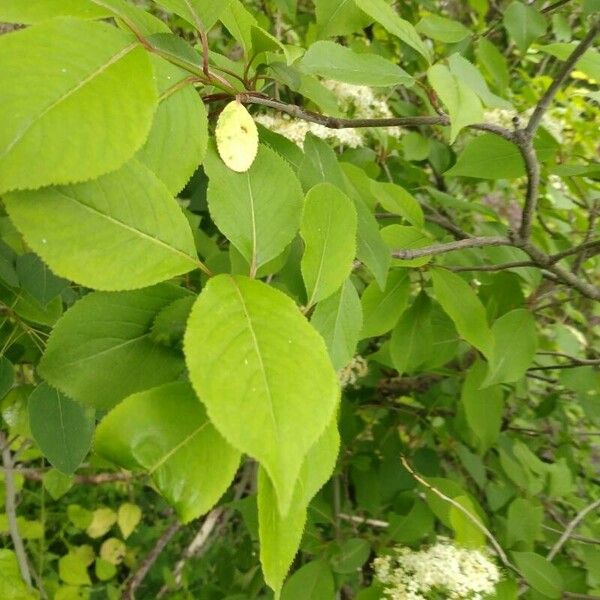 Viburnum prunifolium Leaf