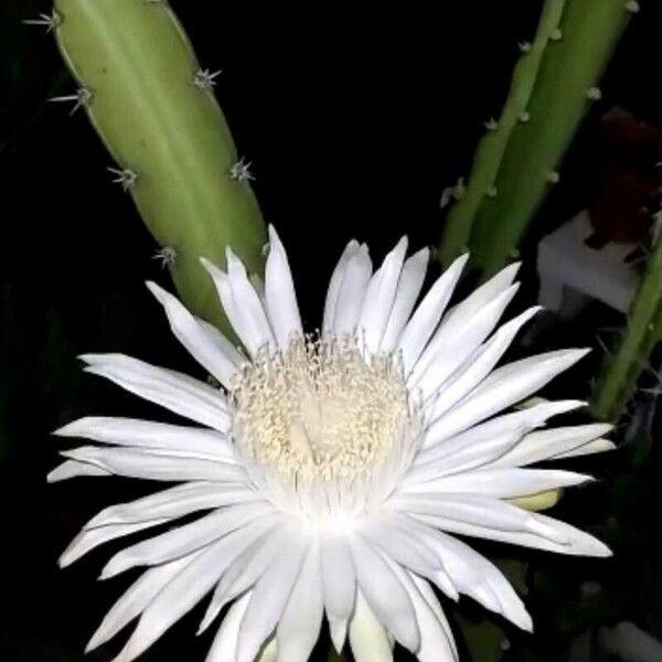 Epiphyllum phyllanthus Floro