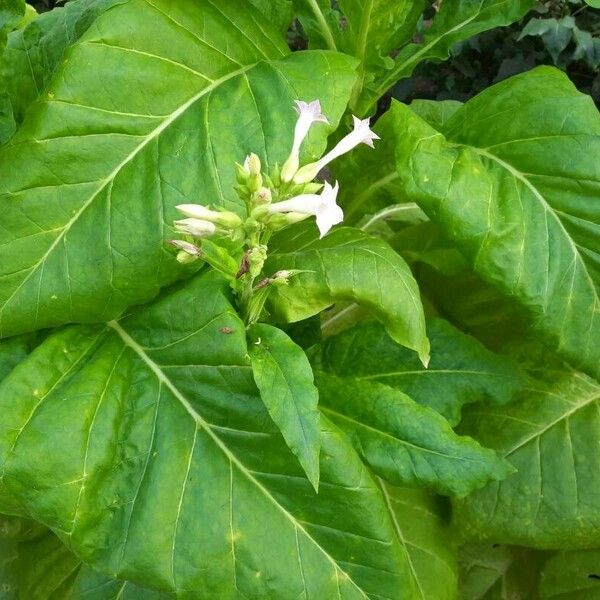 Nicotiana tabacum Virág