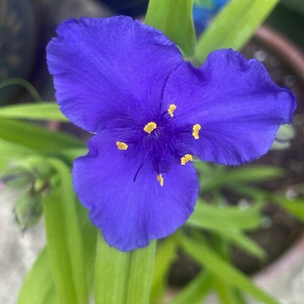 Tradescantia virginiana Blomma