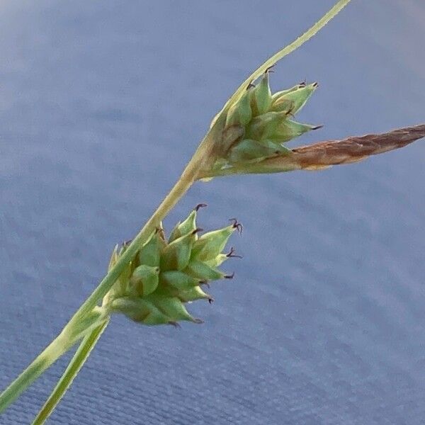 Carex extensa Flower