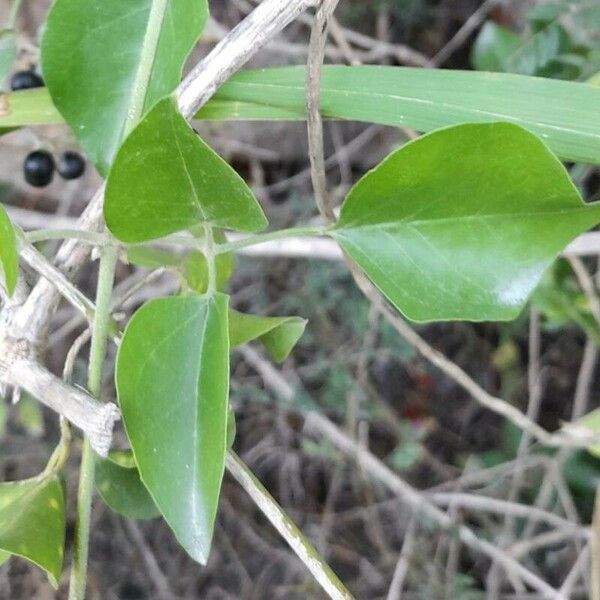 Jasminum fluminense Liść