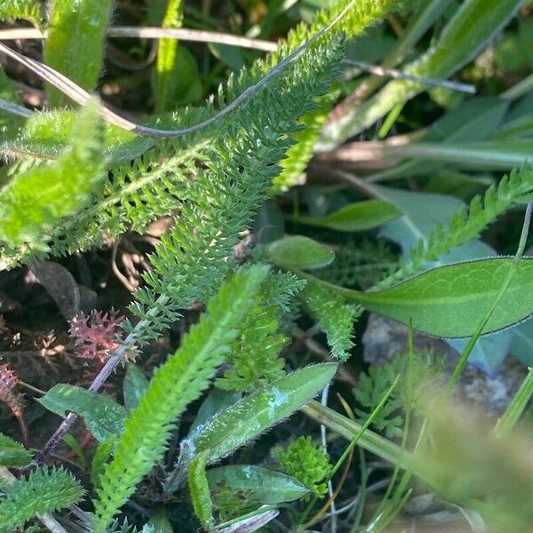 Achillea setacea Yaprak