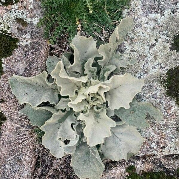 Verbascum sinuatum 叶