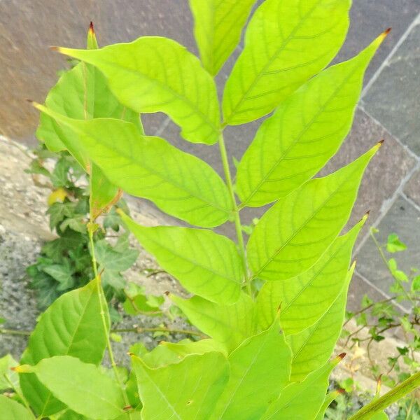 Wisteria frutescens 葉