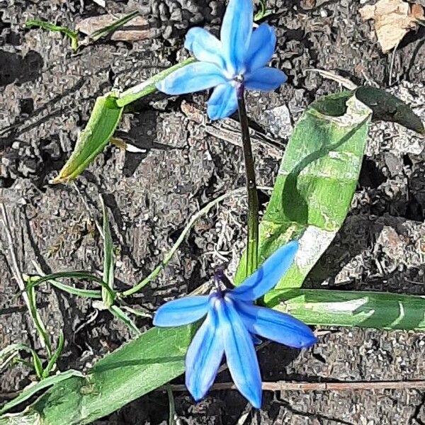 Scilla bifolia 花