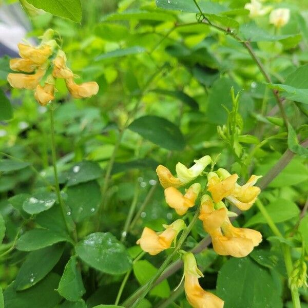 Lathyrus holochlorus Кветка