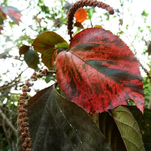 Acalypha wilkesiana Leaf