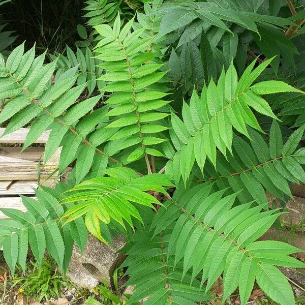 Rhus glabra Leaf