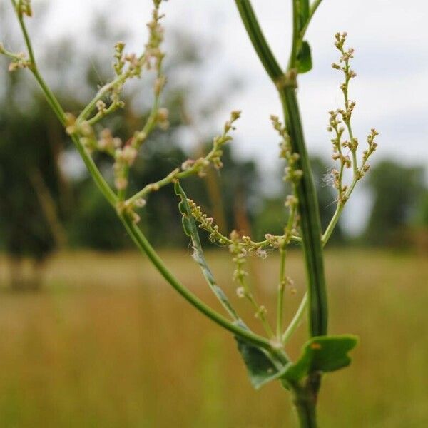 Rumex thyrsiflorus Fiore