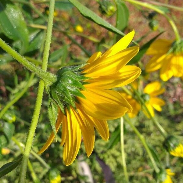 Helianthus tuberosus Цвят