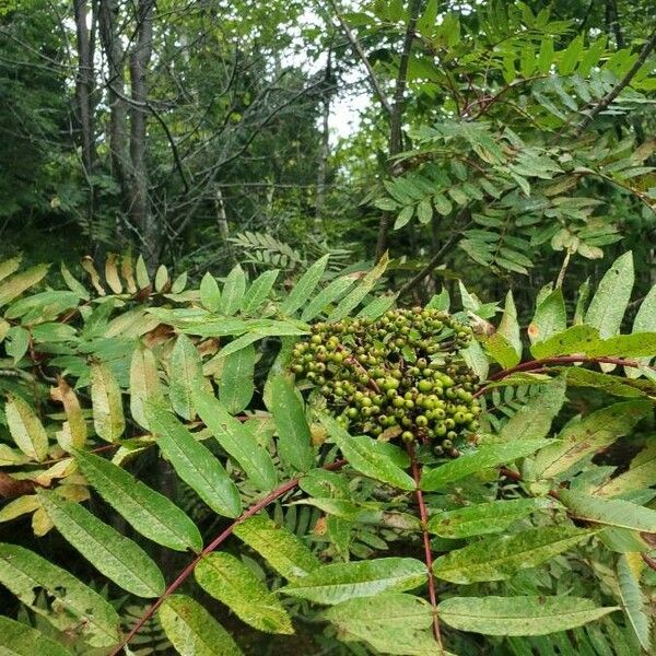 Sorbus americana Fruit