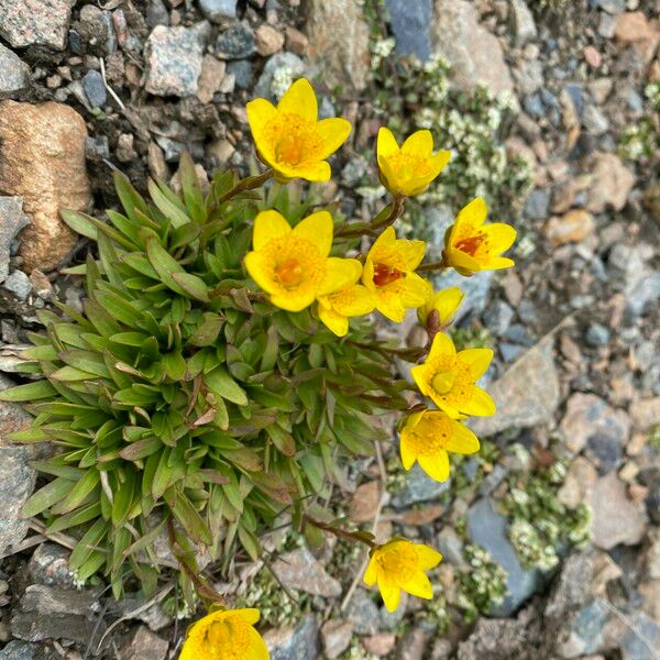 Saxifraga hirculus Kwiat