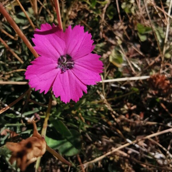 Dianthus pavonius 花