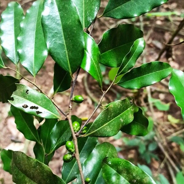 Diospyros abyssinica 叶